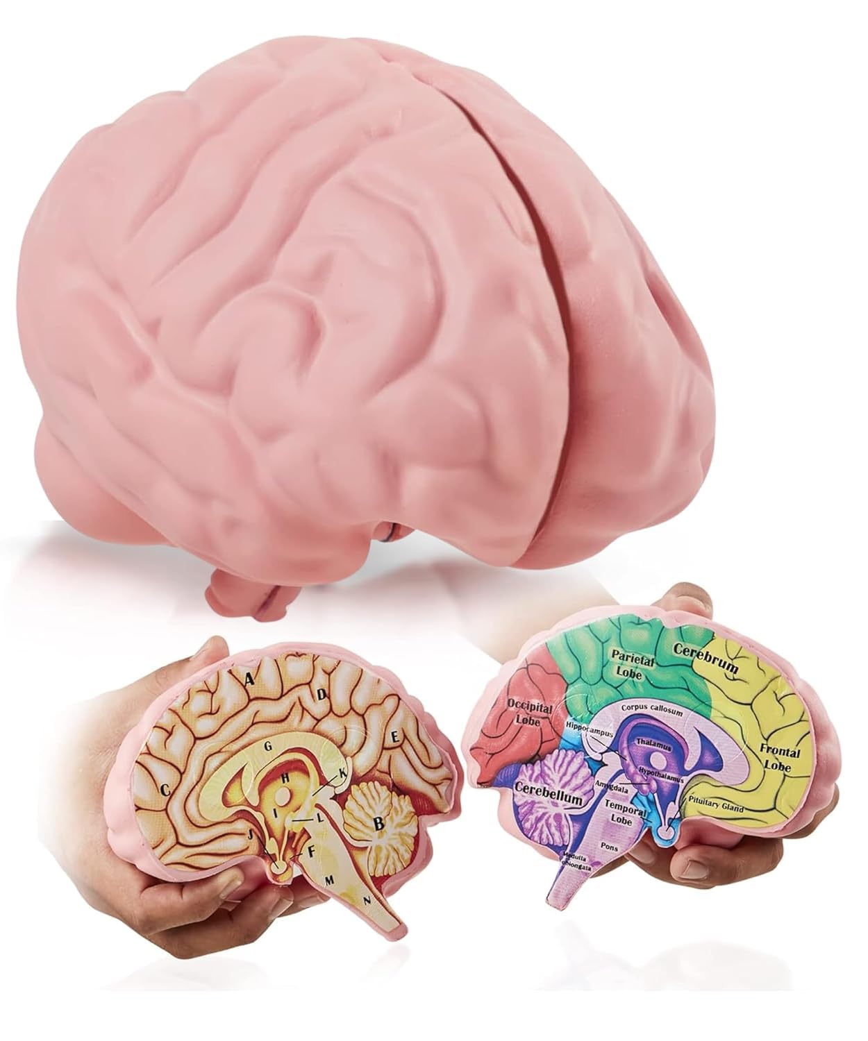 Merhoff & Larkin Cross Section Foam Brain Model
